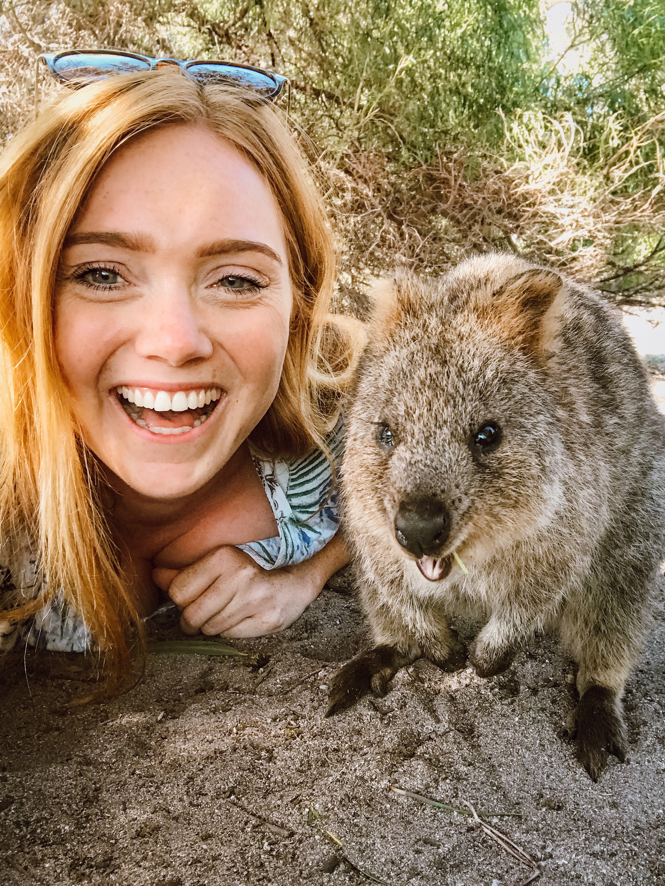 15 Most Amazing Animal Encounters in Australia - The Ginger Wanderlust