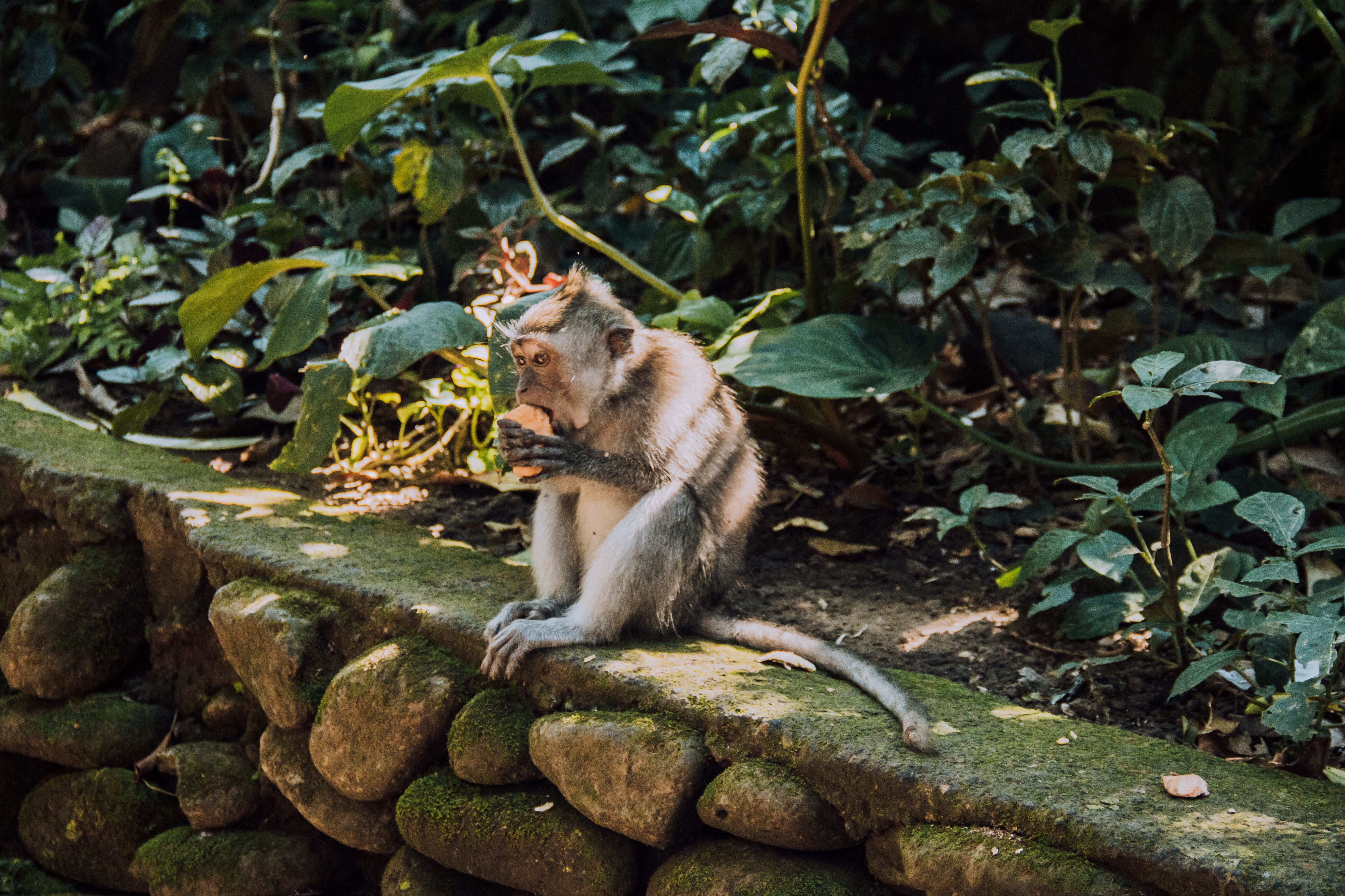 Ubud Monkey Sanctuary