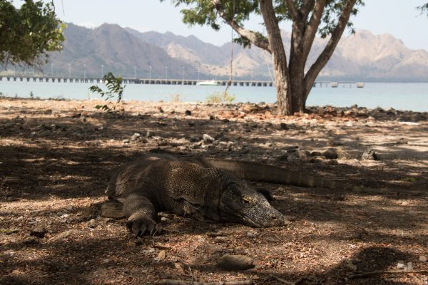 Top 5 Things to do in Komodo - The Ginger Wanderlust