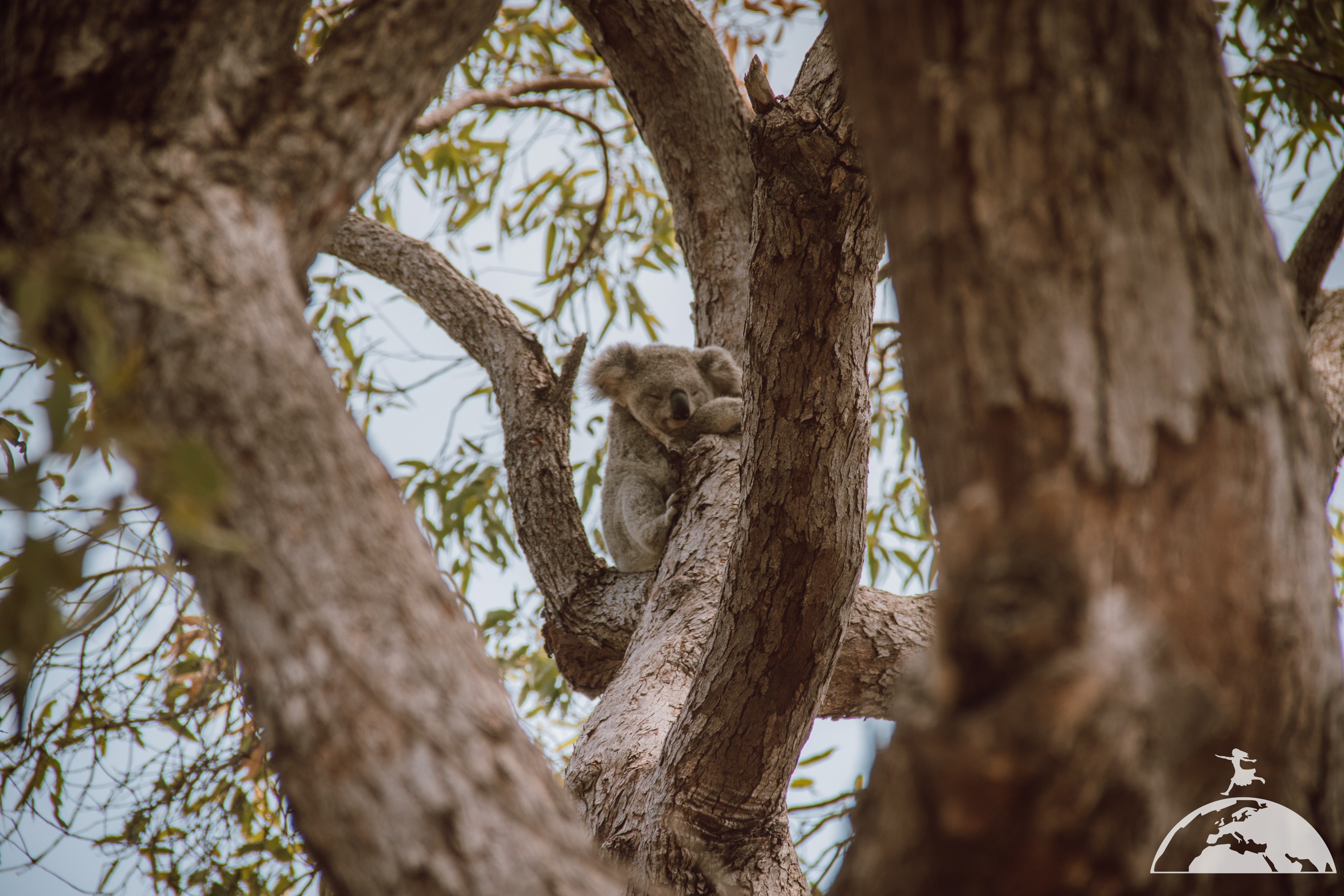 magnetic island wild koala animal encounters in Australia