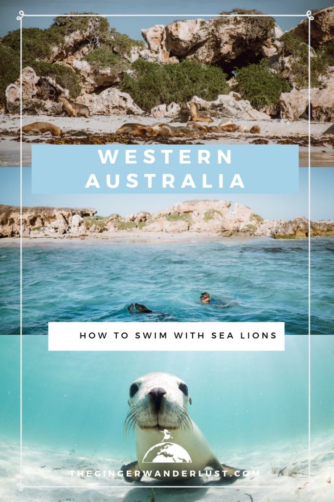 How to Swim with Sea Lions in Western Australia - The Ginger Wanderlust