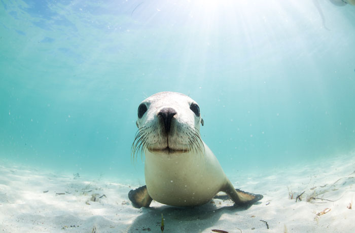 sea lion animal encounters in Australia