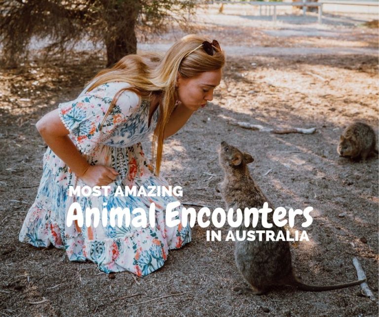 15 Most Amazing Animal Encounters in Australia - The Ginger Wanderlust