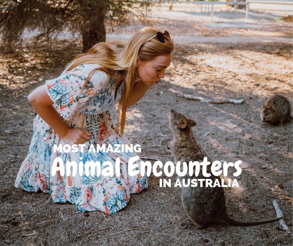 animal encounters