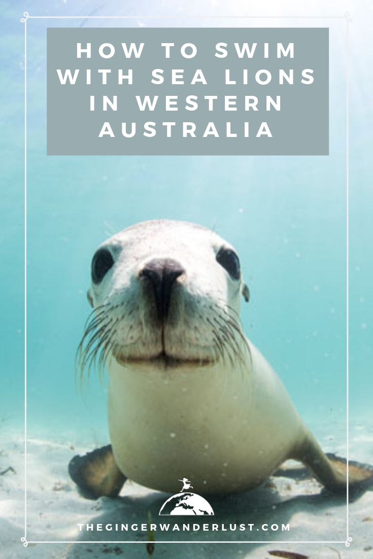 How to Swim with Sea Lions in Western Australia - The Ginger Wanderlust