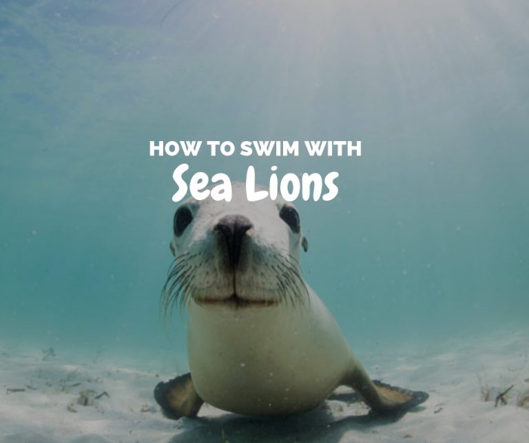 How to Swim with Sea Lions in Western Australia - The Ginger Wanderlust