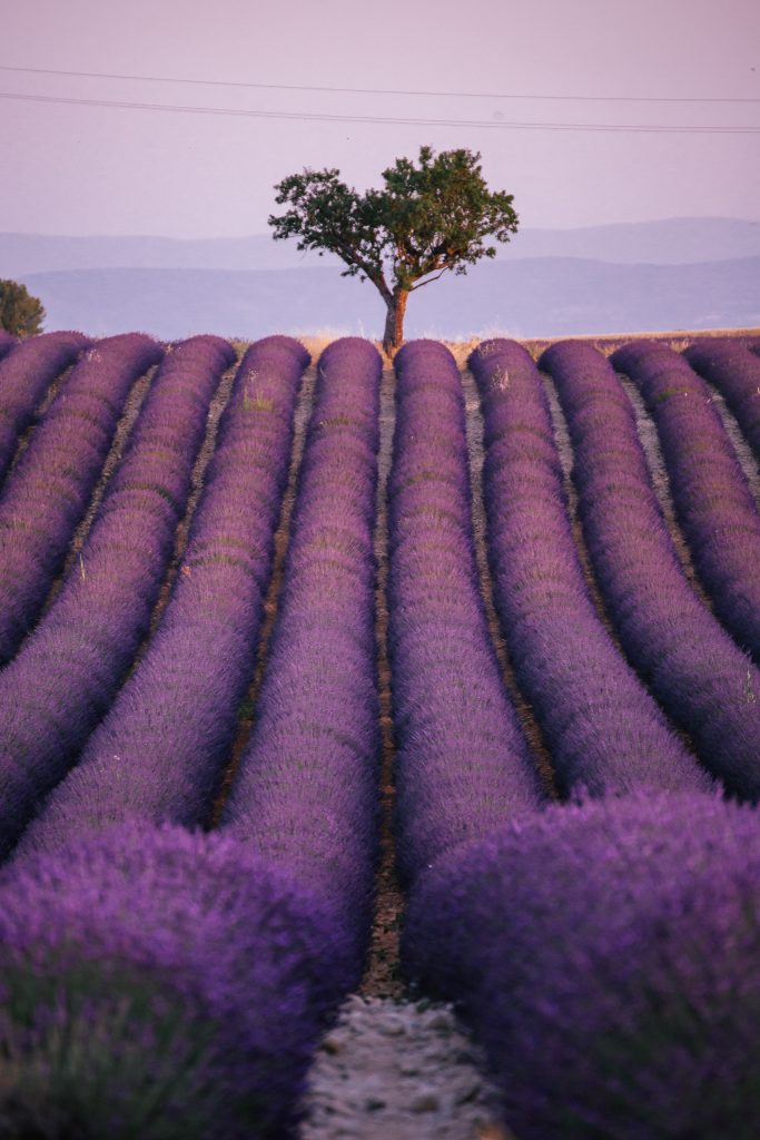 where to find the best lavender field provence