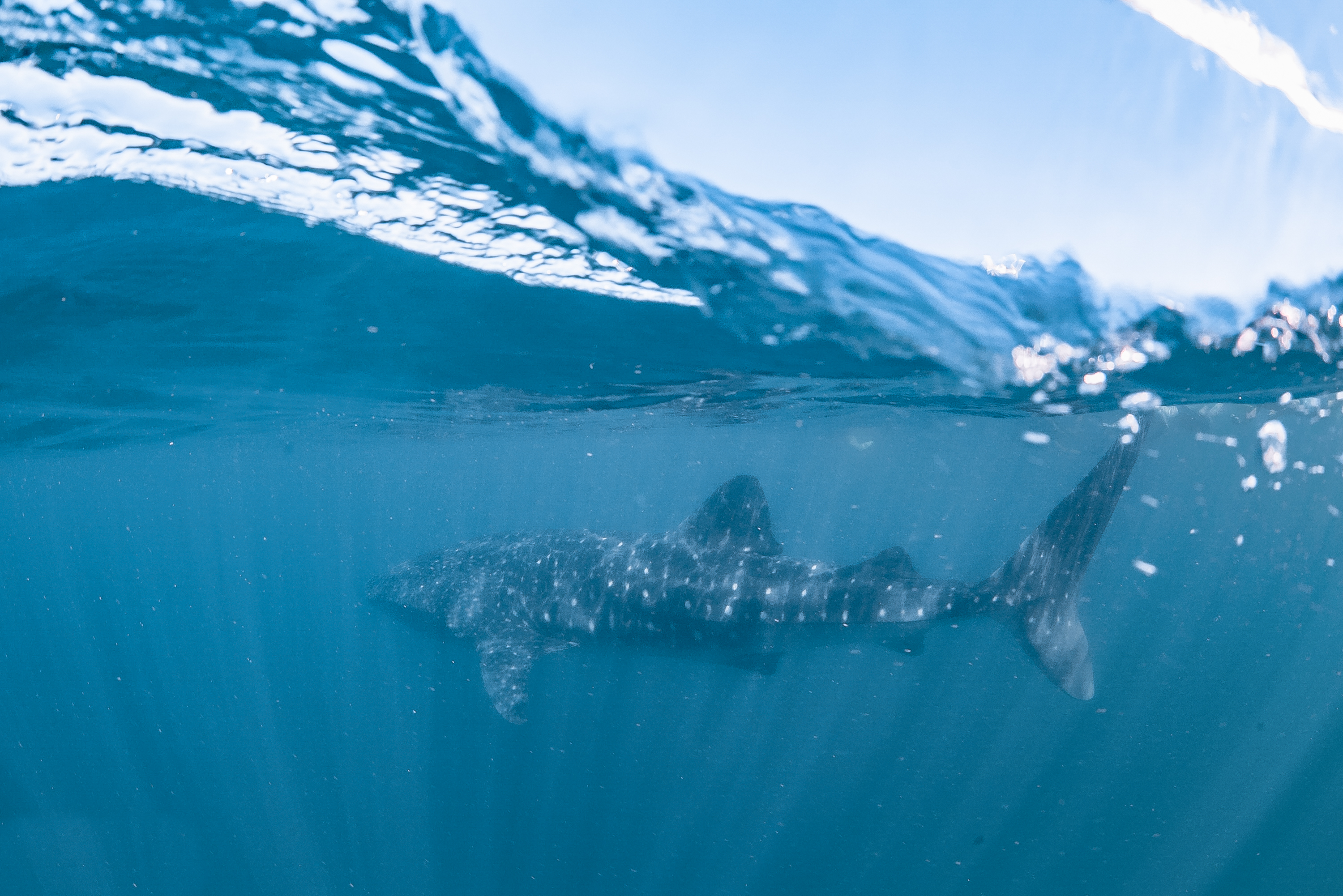 whale shark australia Broome to Perth road trip