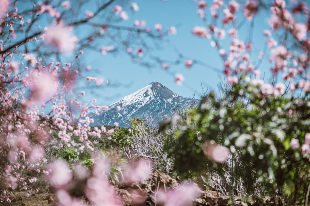 almond blossoms in Tenerife and mount teide