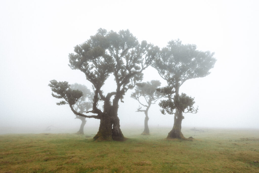 Madeira must see - fanal forest