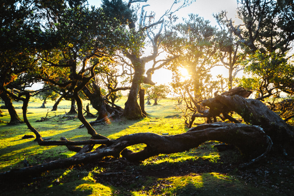 Madeira must see - fanal forest